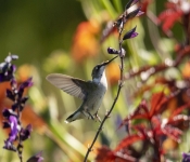 2019 09 15 LongFellowGardens 004